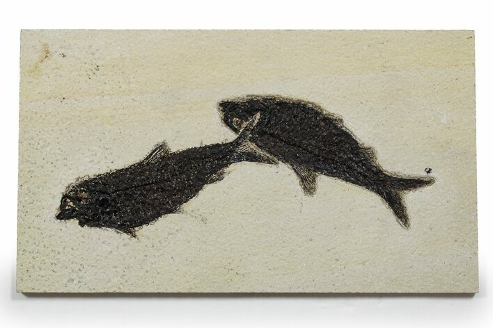 Multiple Fossil Fish (Knightia) Plate - Wyoming #349246